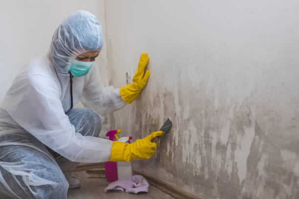 Best Attic Mold Remediation in Ten Mile Creek, MD