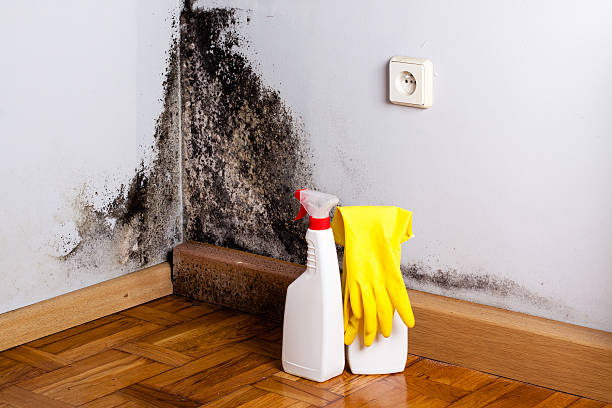 Best Mold Remediation for Specific Building Types in Ten Mile Creek, MD